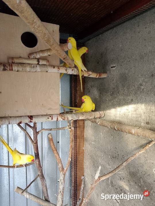 Aleksandretta obrozna Tarnów