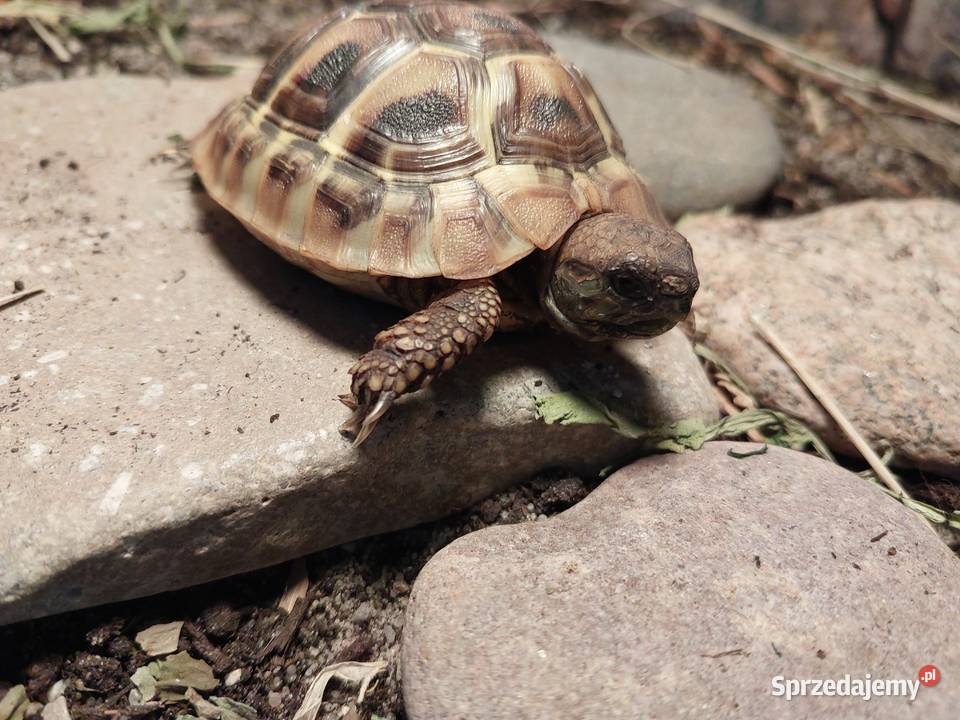 Żółw grecki Reda sprzedam
