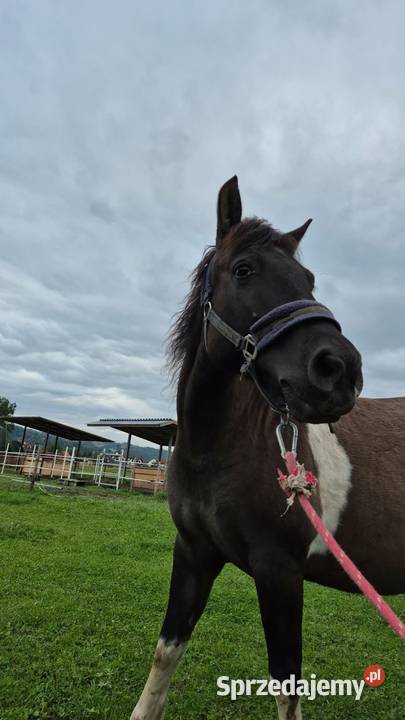 Klacz huculska z licencją sprzedam