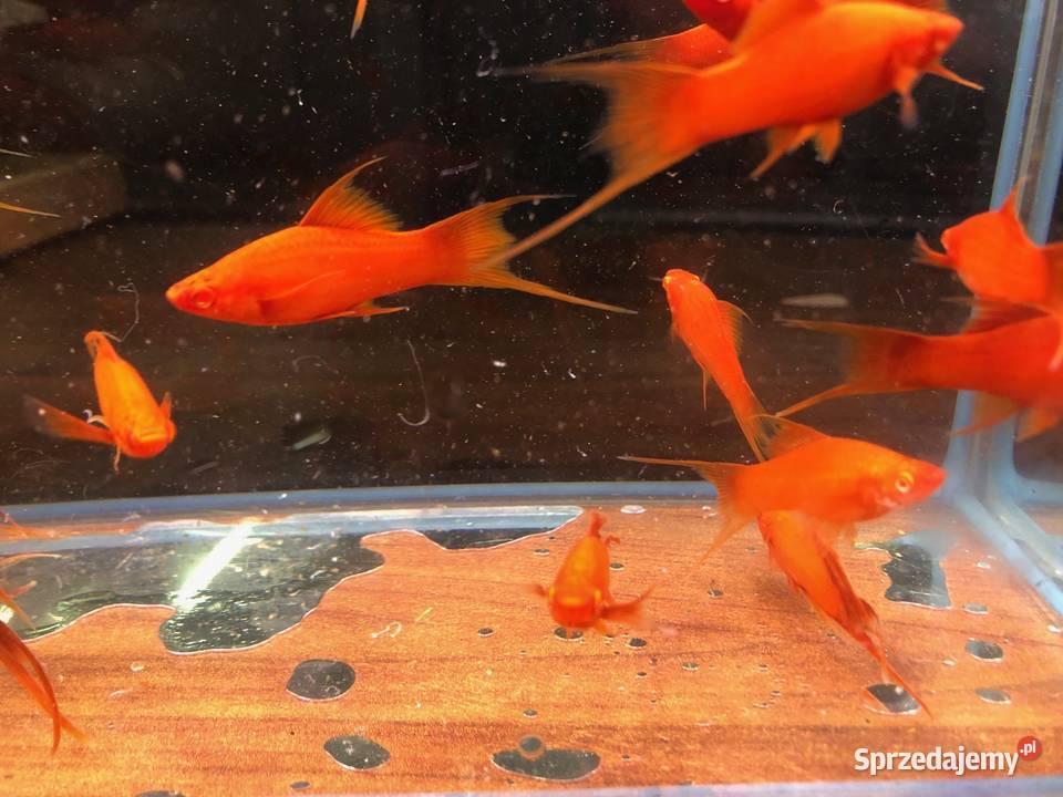 Wiedeński Lira Red Albino mieczyk Zwierzęta Justynów