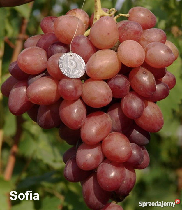 Elitarne winorośle z Ukrainy małopolskie Kraków