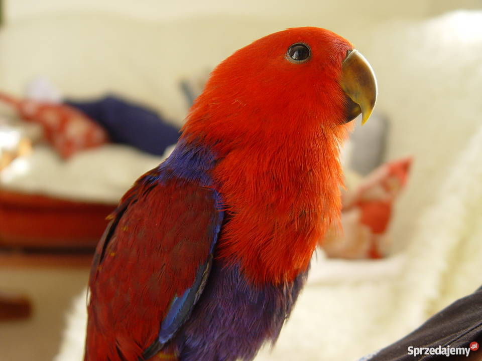 Lora Wielka małopolskie Niepołomice