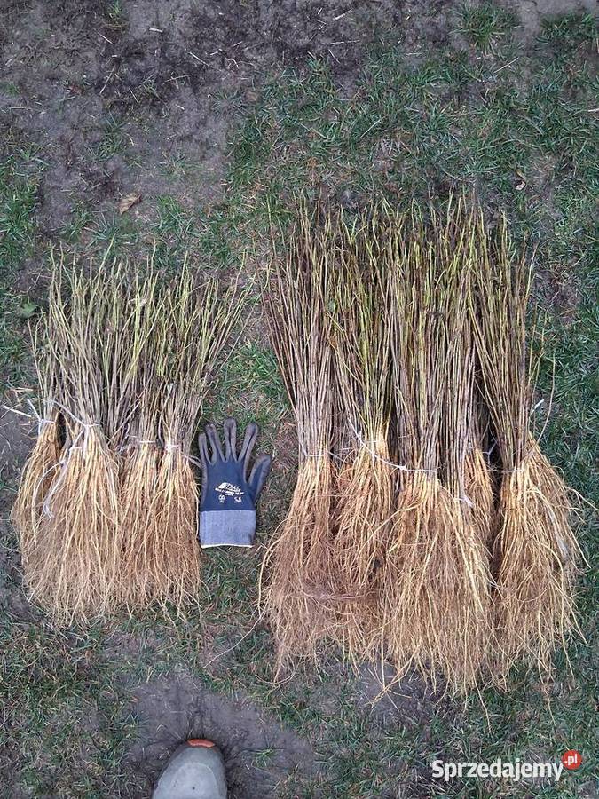 Sadzonki morwy biała czarna hibiskusa i Katalpa Końskowola