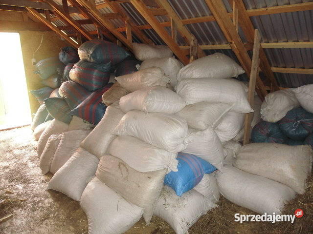 hodowla szynszyli Pozostałe sprzedam