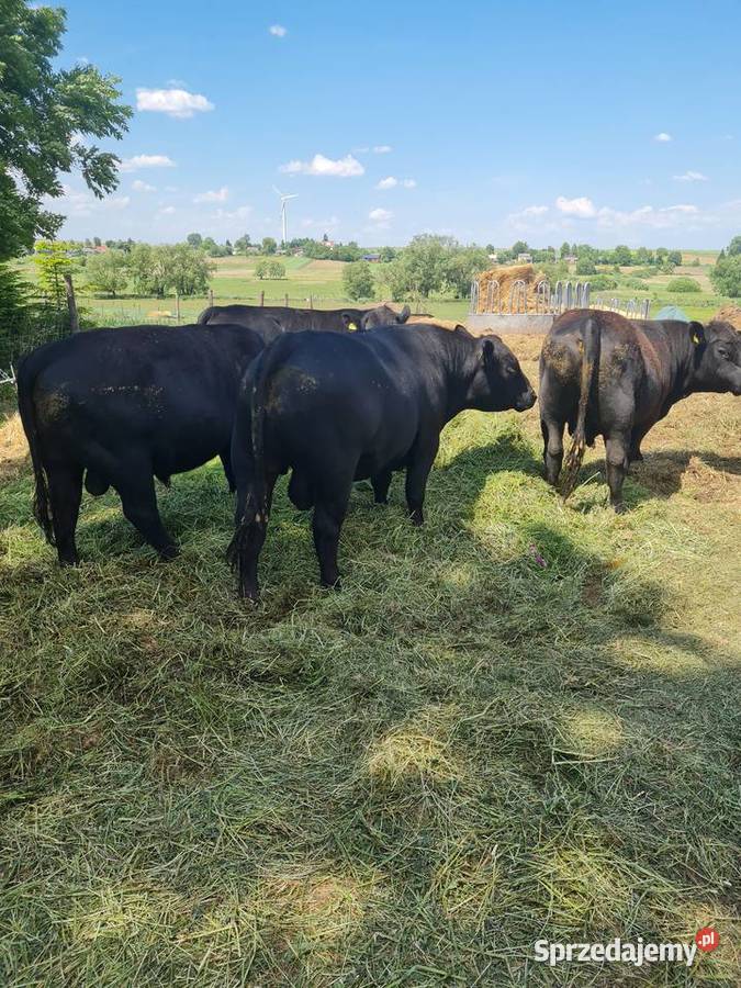 Angus czarny 100 pod oceną byk rozpłodnik buhaj Bydło lubelskie