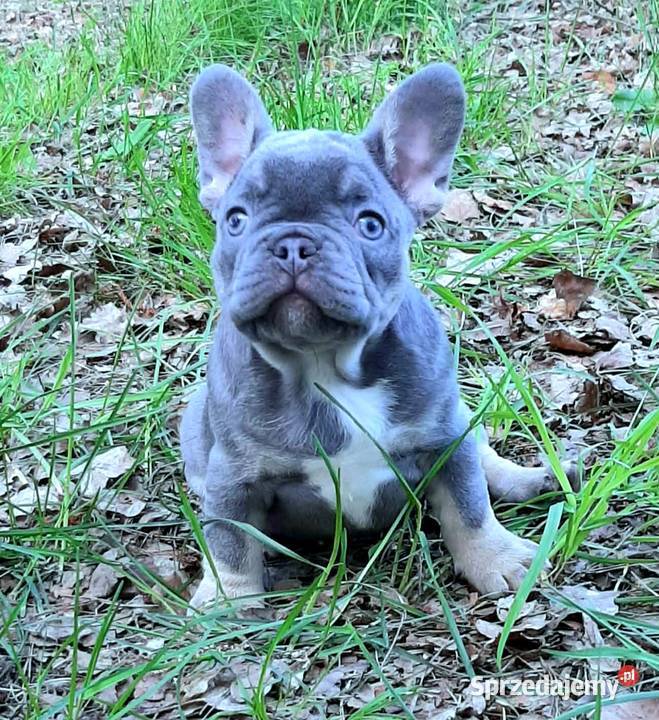 Buldog francuski suczki i pieki łódzkie Pabianice
