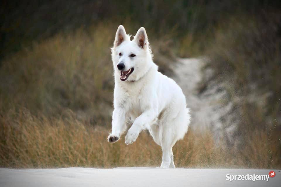 Szczenięta FCI Biały Owczarek Szwajcarski Jelcz-Laskowice