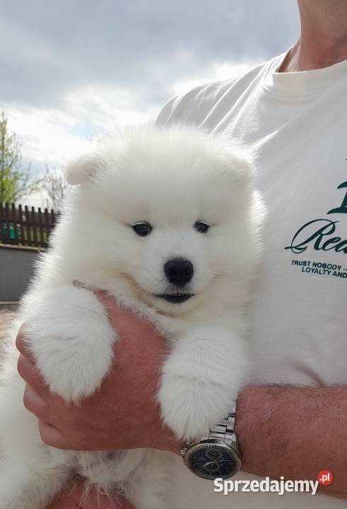 Samoyed samojed suczka Stara Huta