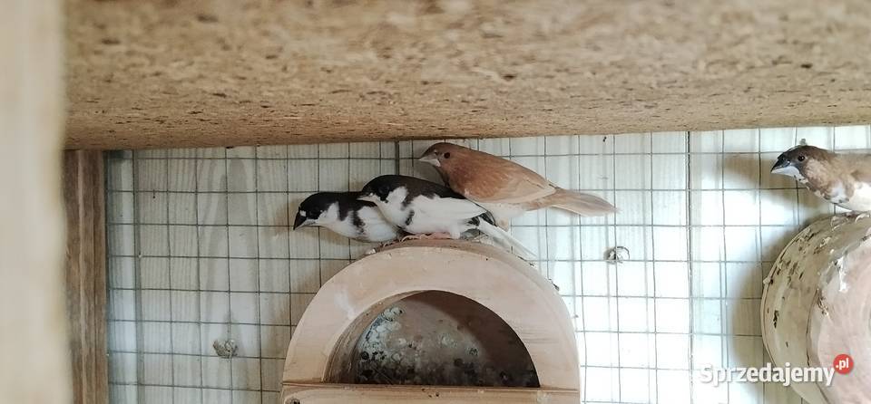 Mewki japońskie 2025 Pruchna sprzedam