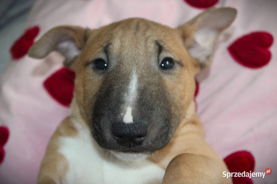 Bulterier miniaturowy Szczenięta ZKwP FCI kujawsko-pomorskie Toruń