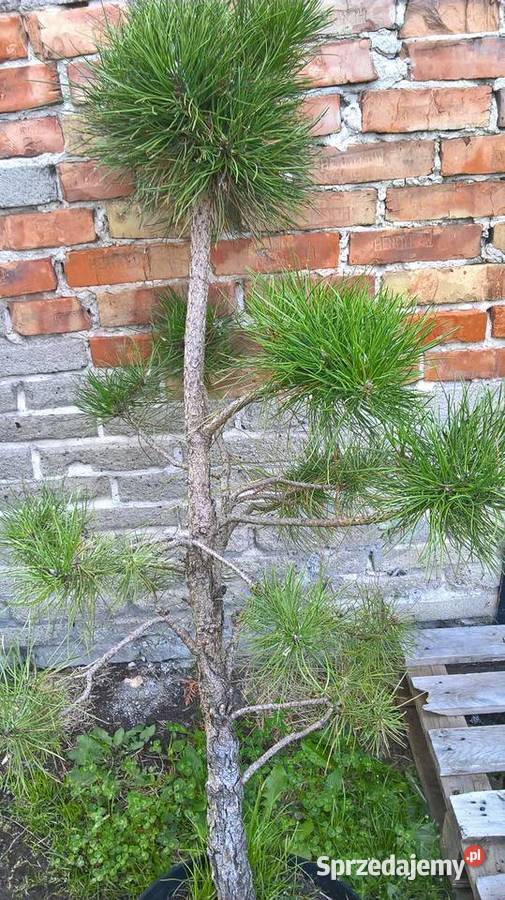Ogrodowe Bonsai Sosna Czarna mazowieckie