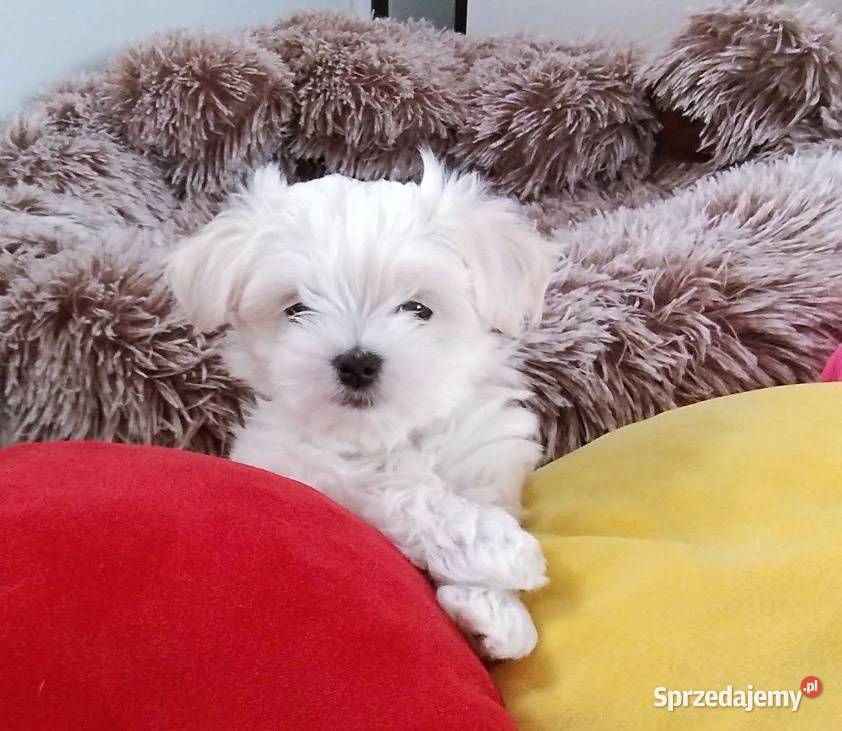 Maltańczyk szczenięboy do rezerwacji śląskie Racibórz