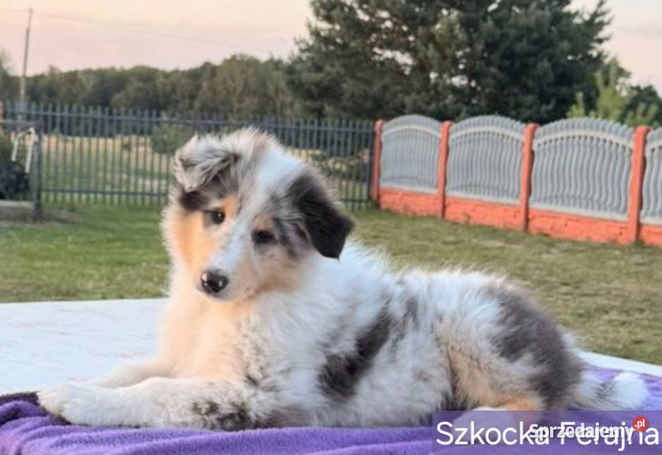 Owczarek szkocki długowłosy FCI