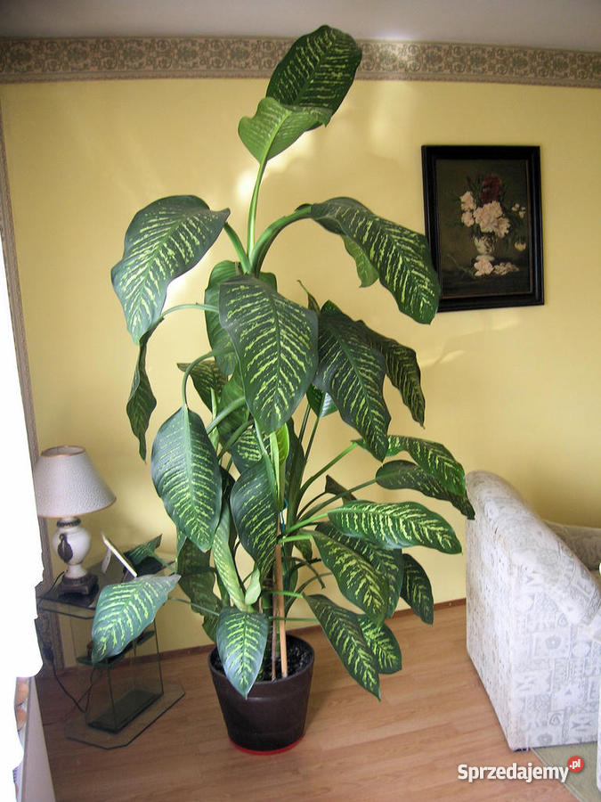 Difenbachia duży kwiat do biura salonu Tolkmicko