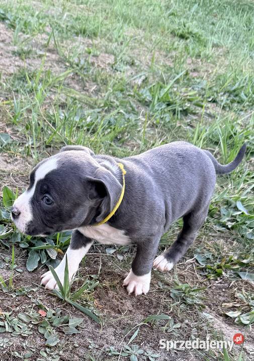 Trzy suczki Amstaff Blue Amstaff Brzeziny