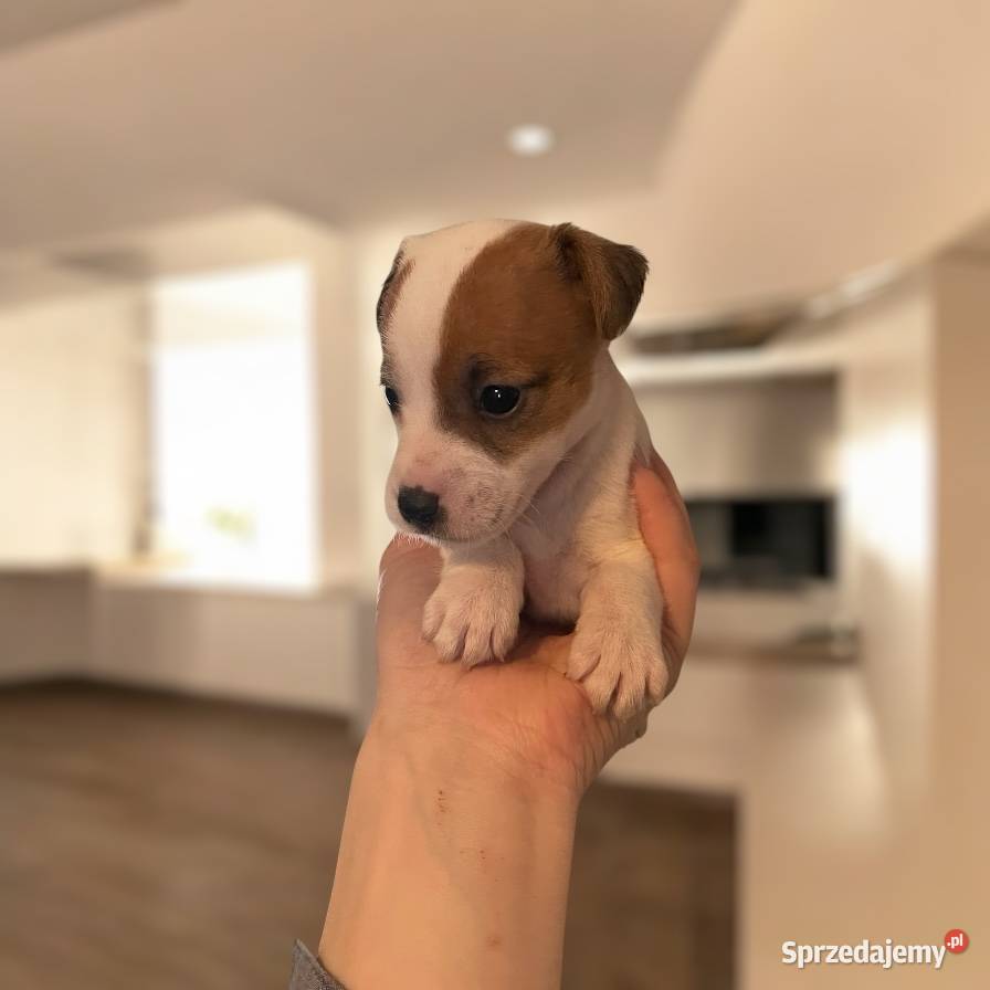 Szczeniaki Jack Russell Terrier Legnica
