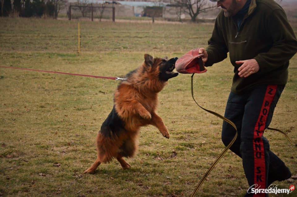 Owczarek niemiecki długowłosy szczenięta rodowód Kalisz