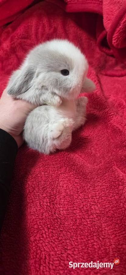 Króliczki Mini Lop wielkopolskie Miejska Górka
