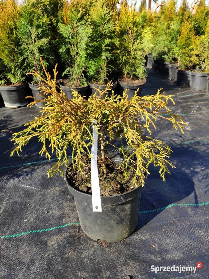 TUJA SZMARAGD 5570 PROMOCJA Thuja Smaragd Polkowice