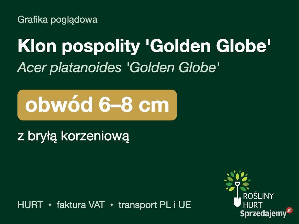 Klon pospolity Golden Globe obwód 68 z bryłą