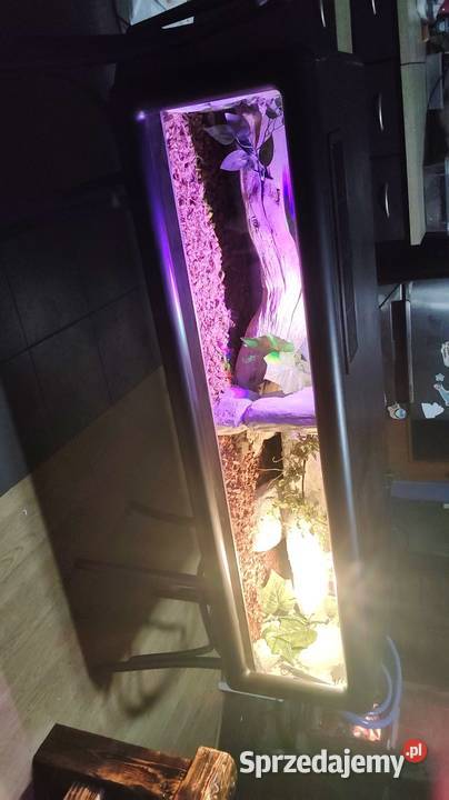Duże wiszące terrarium Gady i płazy Dąbrowa Górnicza