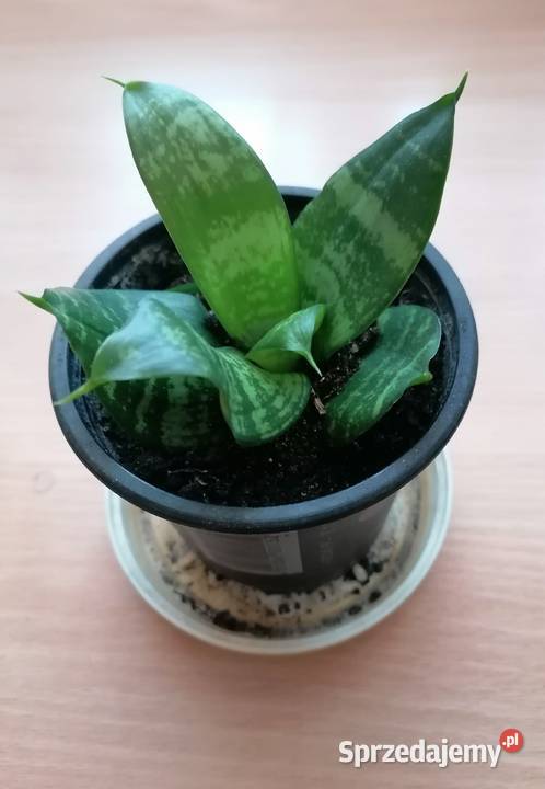 Sansevieria miniaturowa Roslina domowaKwiaty łódzkie sprzedam