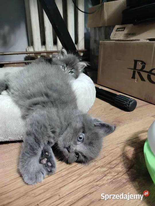 zapowiedź miotu Maine Coon Starogard Gdański