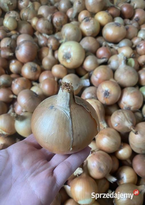 Cebula łódzkie Szadek