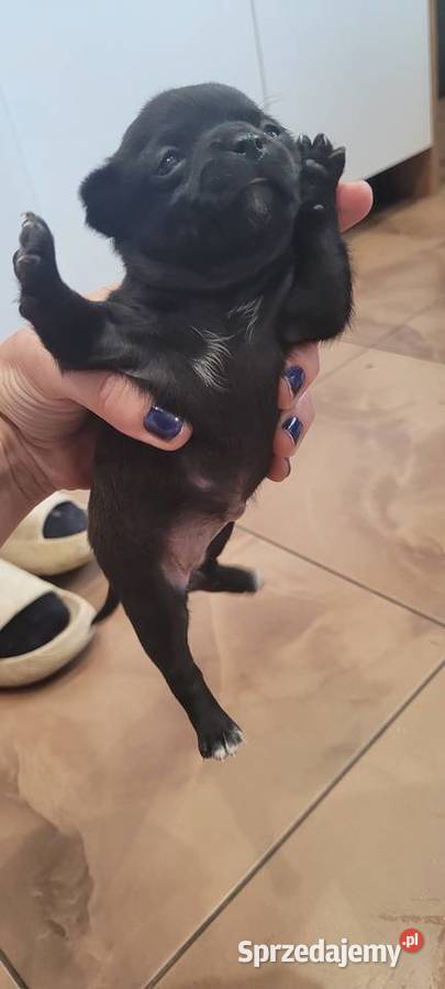 Chihuahua Wilkowisko