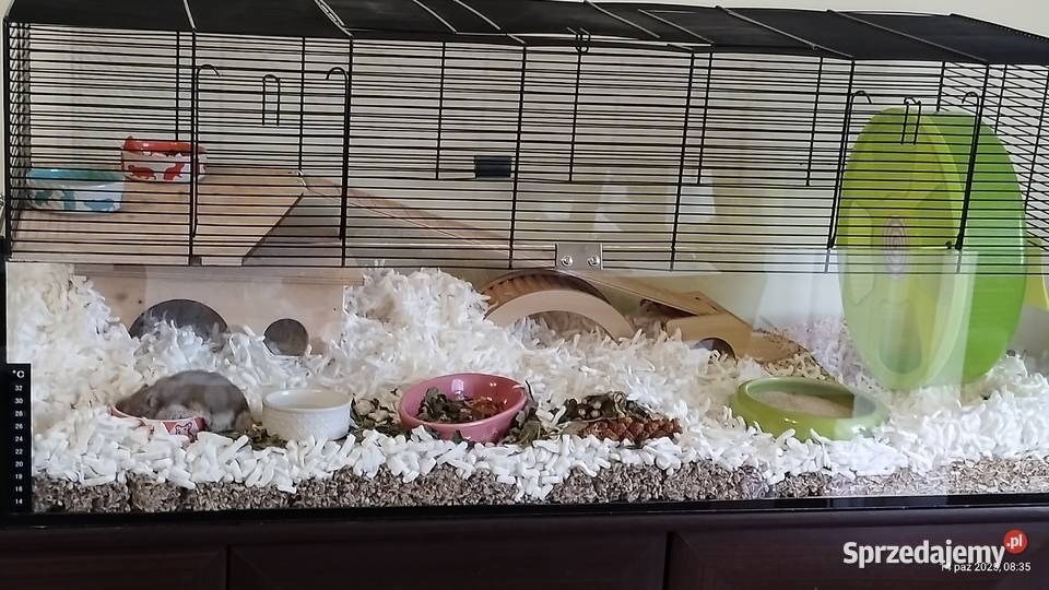 klatka dla chomika