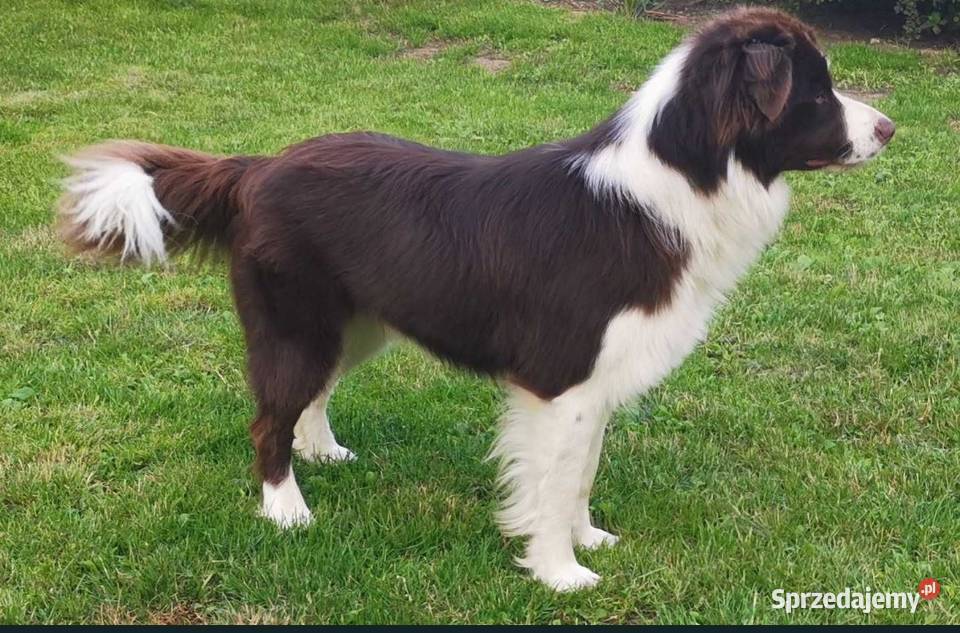 Reproduktor Border collie wielkopolskie