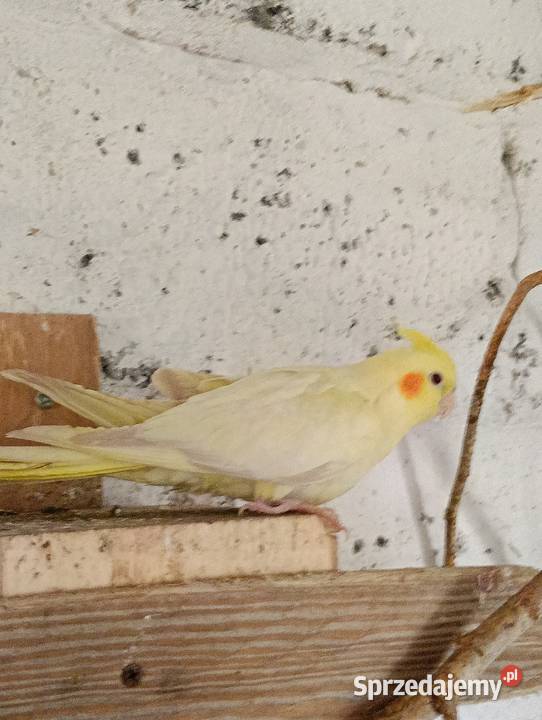 Nimfy 3 sztuki likwidacja promocja