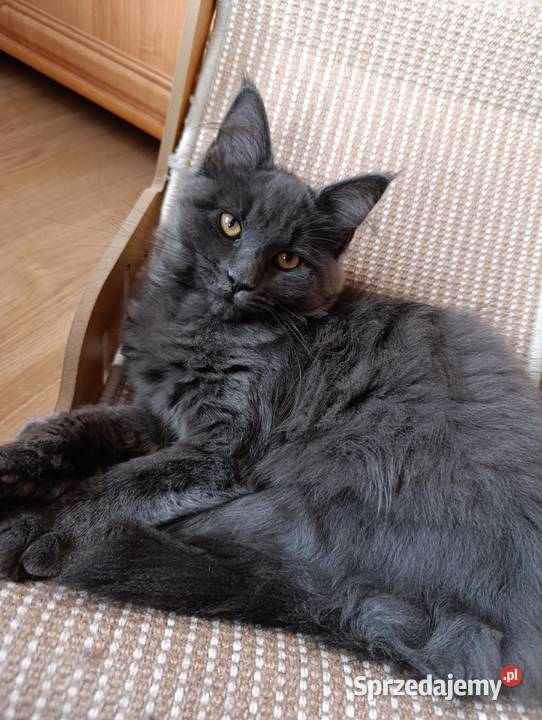 Kotka Maine coon Maine Coon Krasnystaw
