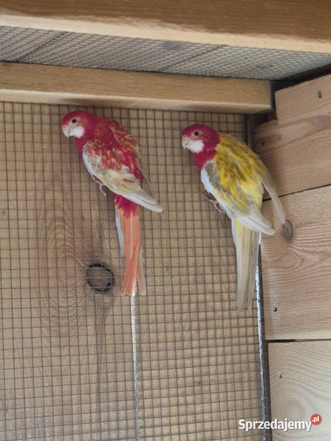 Rozelle białolice Brzezie