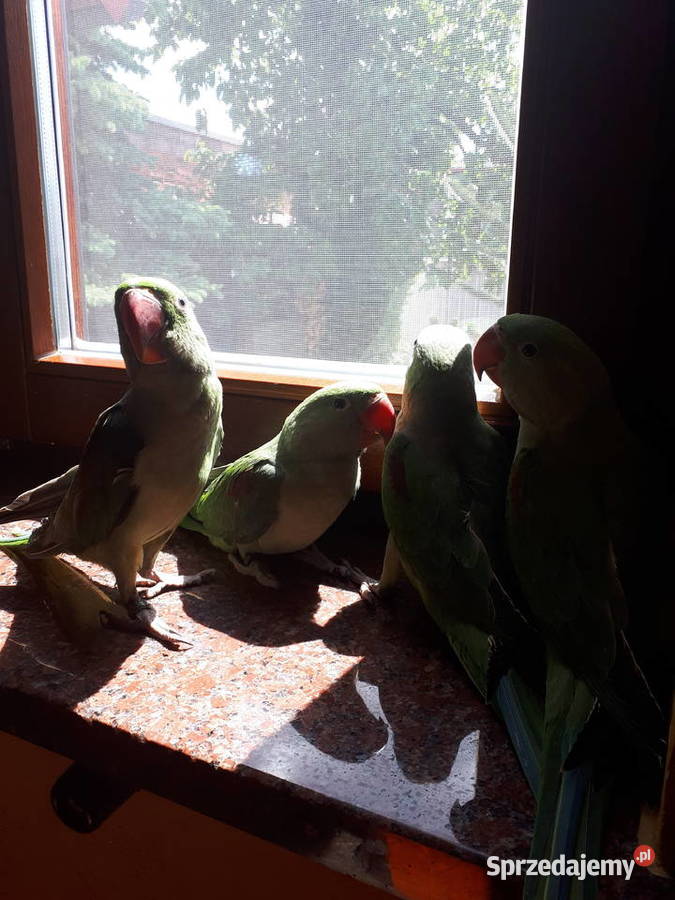 Aleksandretta WIELKA Psittacula eupatria 4 z wielkopolskie Rawicz