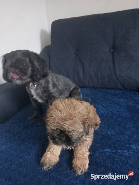 Shih tzu piękny chłopczyk tricolor Gruszczyn
