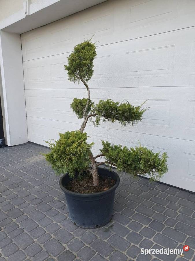 TANIO bonsai jałowiec formowany juniperus