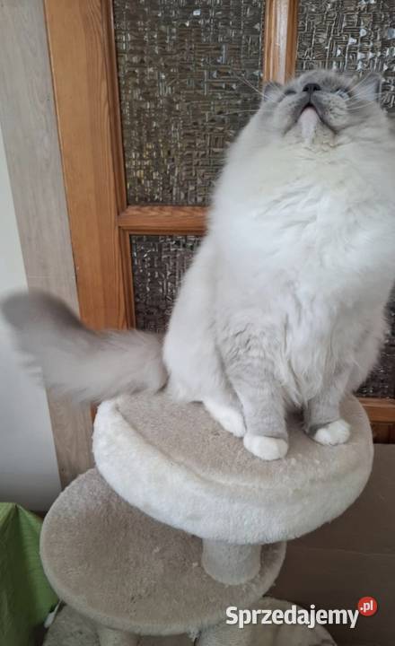 Ragdoll piękny kocur hodowlano wystawowy śląskie Bielsko-Biała sprzedam