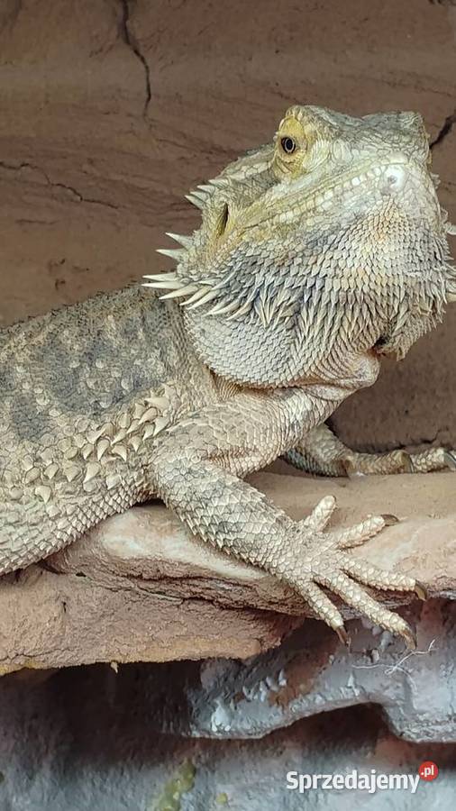 Agama brodata z terrarium Lednica Górna sprzedam