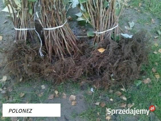 Sadzonki malin dobrze ukorzenione nowe odmiany Tarnów
