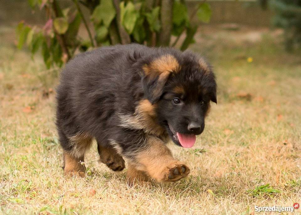 Owczarek niemiecki długowłosy FCI ZKWP Kalisz