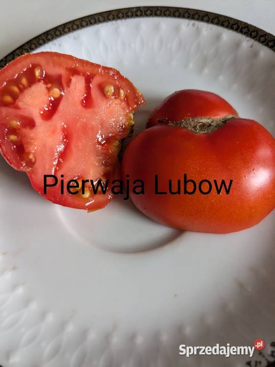 Pomidor z Syberii odporny na zarazę nasiona małopolskie Kraków