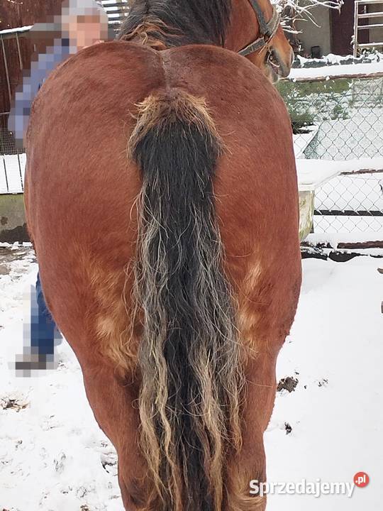 Sprzedam konia lubelskie Ostrów Lubelski