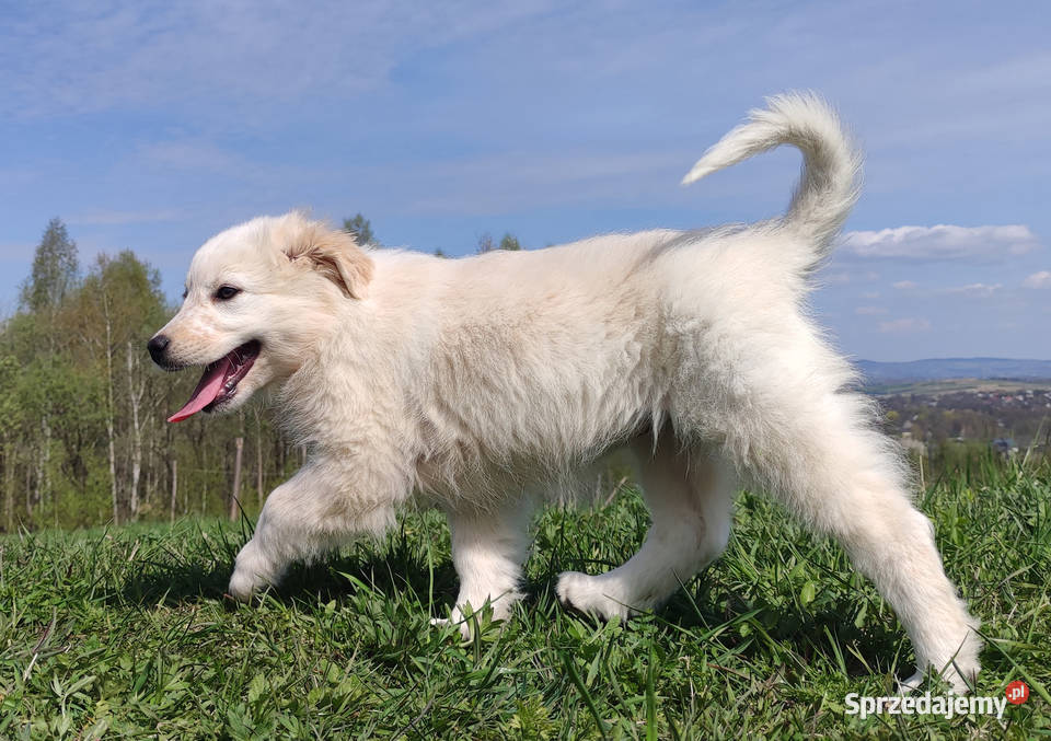 Rasowa suczka XJA eered Border Collie z pełną Iwonicz sprzedam