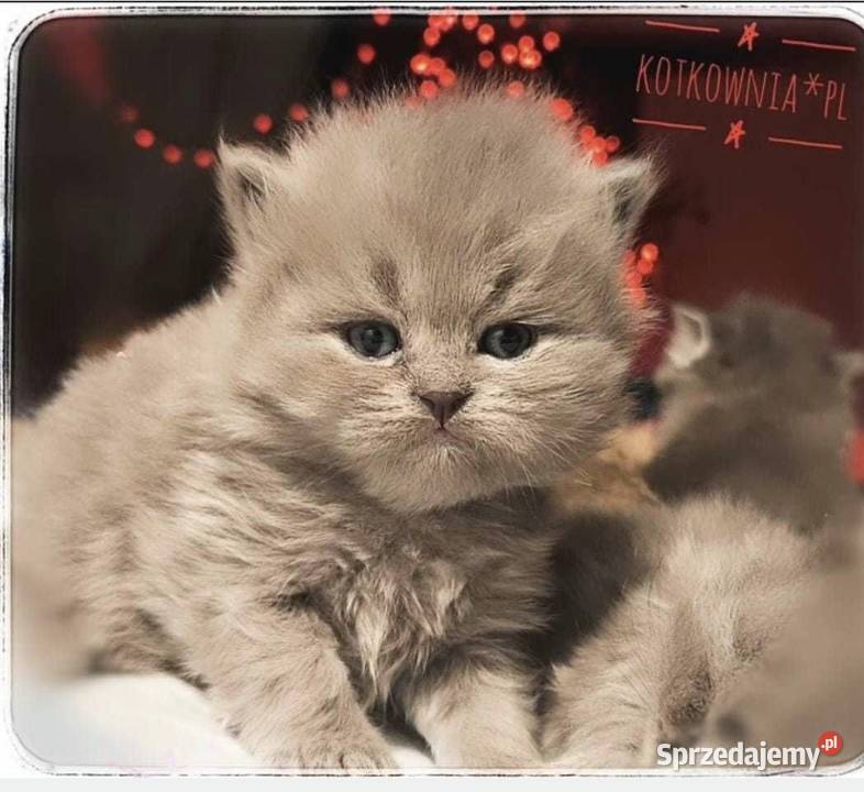 Kotek brytyjski długowłosy Słodziak Jełowa