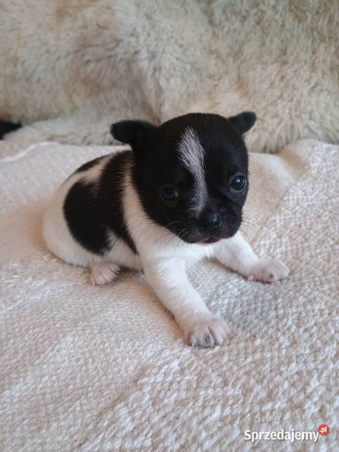 Chihuahua piękna dziewczynka DAMA Kleszczów