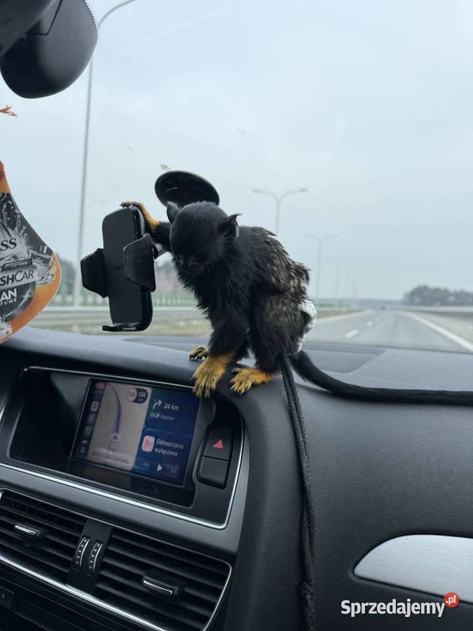 Małpka Tamaryna złotoręka samiczka Skarżysko-Kamienna