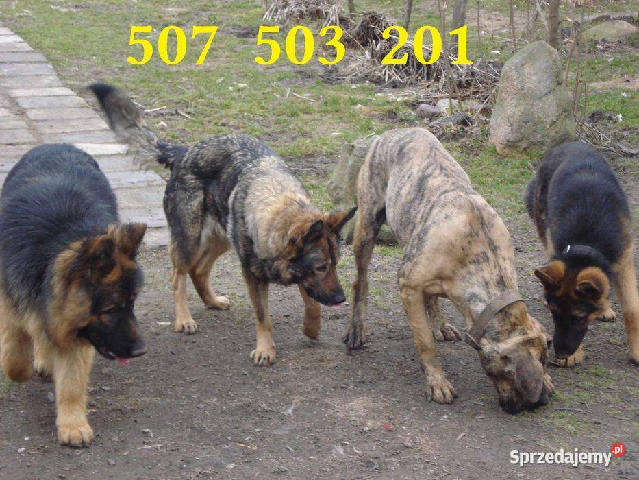 Szkolenie PSÓW hodowla i Hotel psów Kraśnik