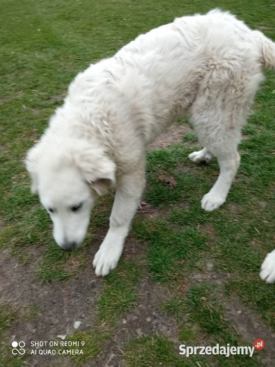 Owczarek podhalański