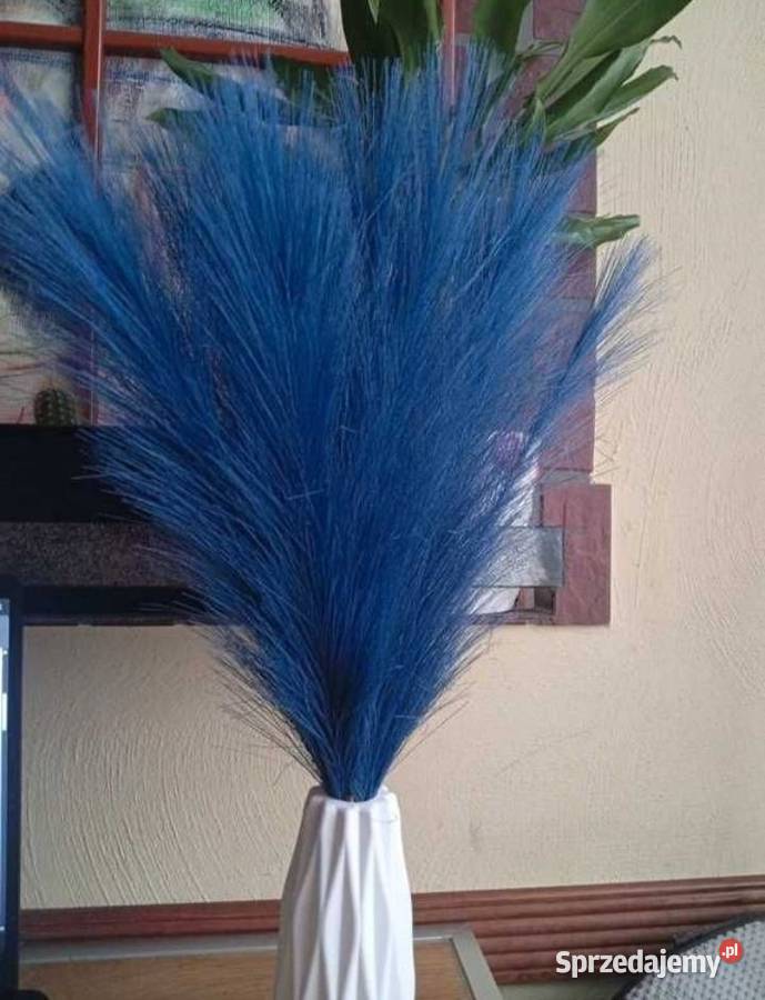 Niebieska trawa pampasowa 20 sztuk Szczecinek